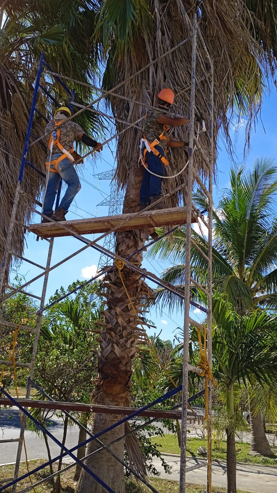 Tzal Empresa especializada en jardinería. Tus plantas, pasto, árboles y palmas en siempre verdes gracias a nuestros jardineros profesionales.