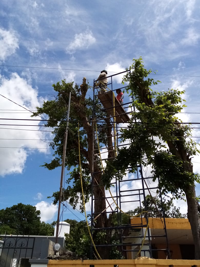 Poda de Árboles y Palmeras - Servicio Tzal Jardineros