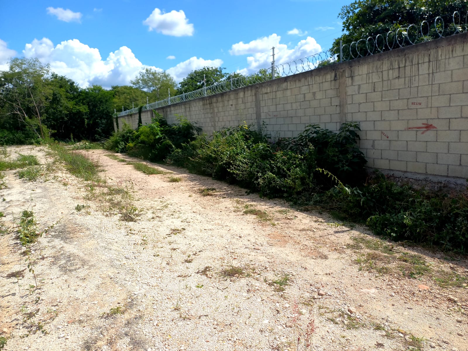 Servicio de jardinería para empresas Mérida, Almacenes, oficinas fabricas, plantas y naves industriales : Limpieza de barda Perimetral en Umán , Mérida Yucatán